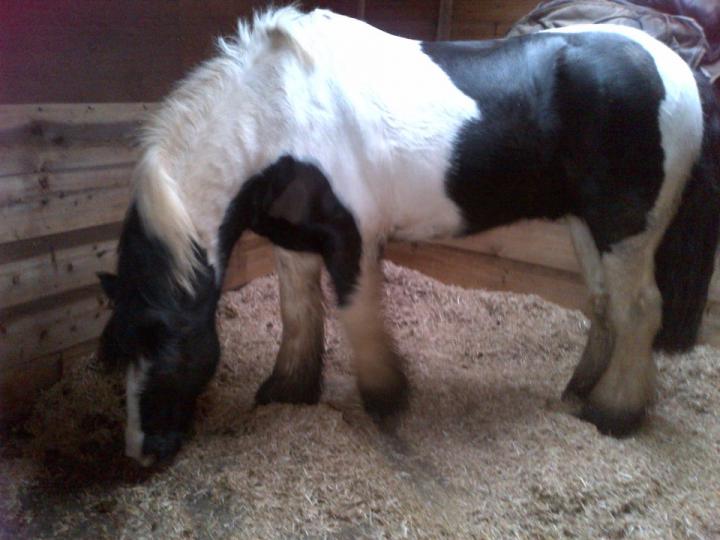 Thomas in his stable Thomas in his stable